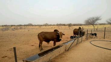 Abreuvage automatique